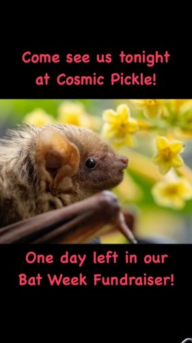 Video post from austinbatrefuge.