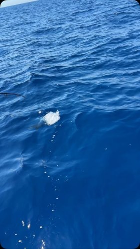 Video post from ejs_fishing_charters.