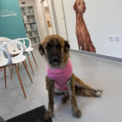 Carousel post from clinica_veterinaria_dourosul.