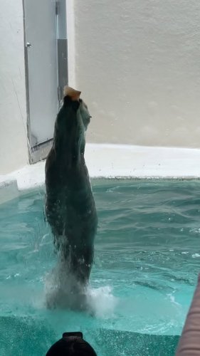 Video post from okaharakko.