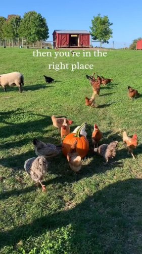 Video post from ruby_hill_farm.