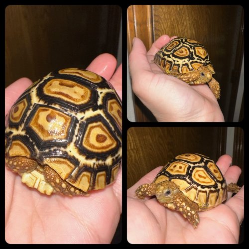 Photo post from carapacecritters.