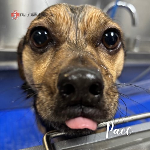 Carousel post from familyanimalhospitalcm.