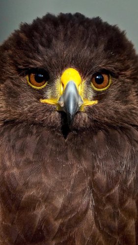 Video post from desertkingsfalconry.