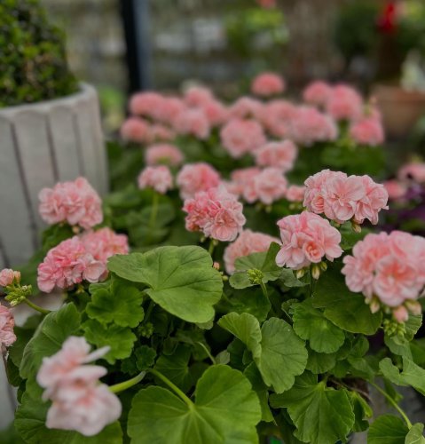 Photo post from blomsterborsen.