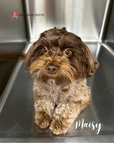 Photo post from familyanimalhospitalcm.