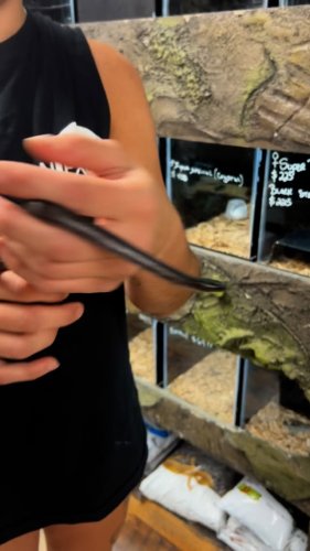 Video post from njexoticpets.
