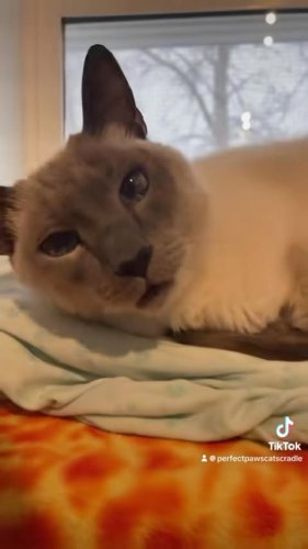 Video post from cats.cradle.winnipeg.