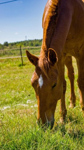 Video post from sara.c_horses.