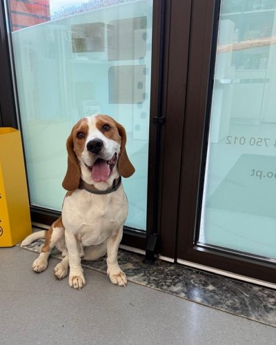 Carousel post from clinica_veterinaria_dourosul.