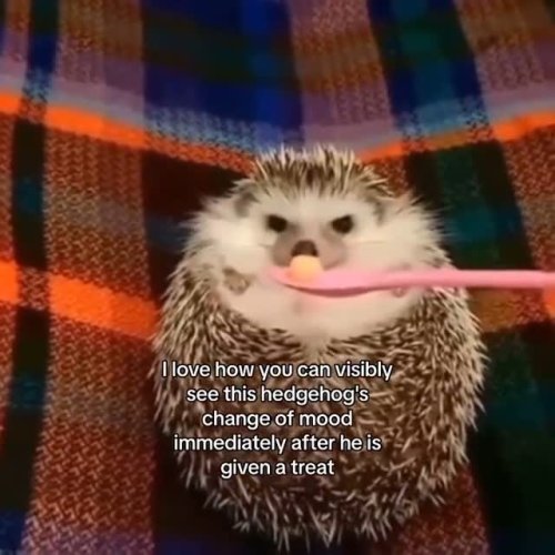 Video post from njexoticpets.