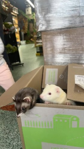 Video post from njexoticpets.