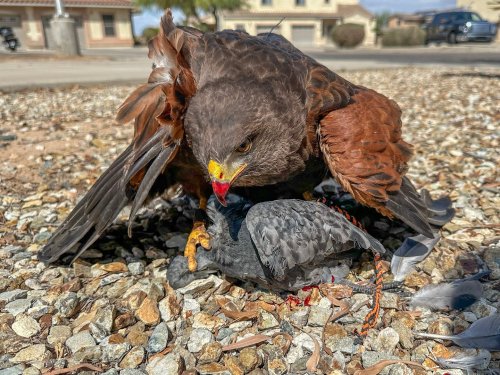 Photo post from desertkingsfalconry.