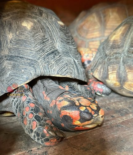 Photo post from carapacecritters.