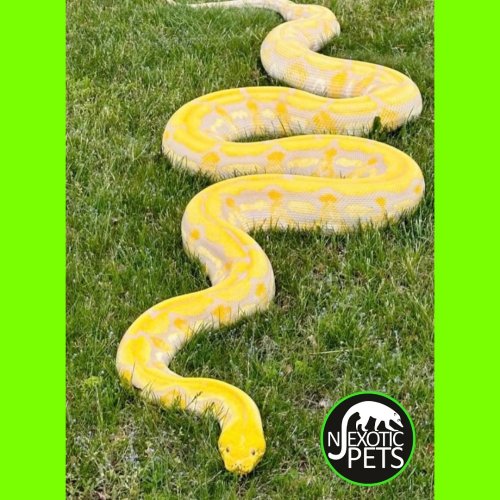 Photo post from njexoticpets.