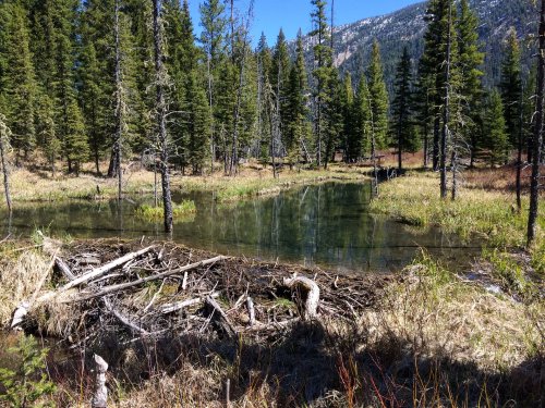 Photo post from montanafwp.