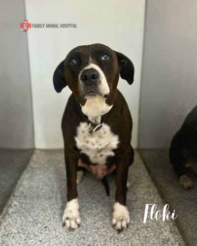 Photo post from familyanimalhospitalcm.