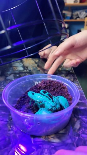 Video post from njexoticpets.