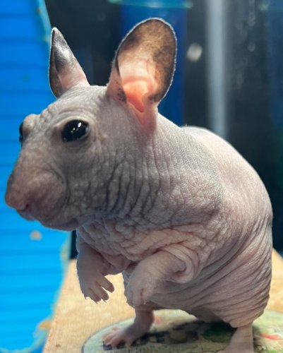Photo post from njexoticpets.