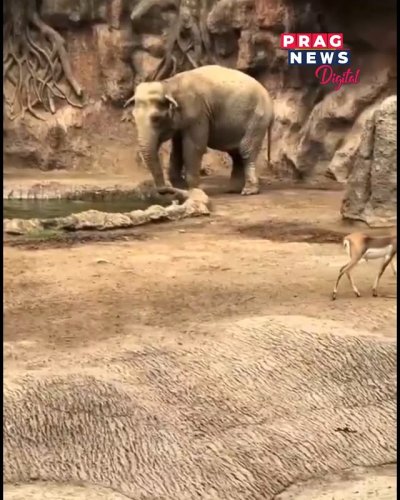 Video post from pragnewsofficial.