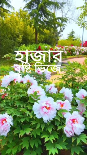 Video post from akashprasenjit.