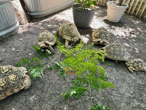 Carousel post from carapacecritters.