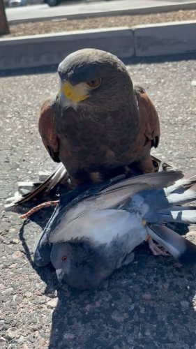 Video post from desertkingsfalconry.