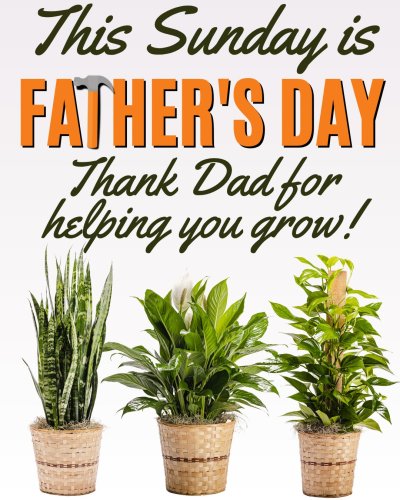 Photo post from thefamilyflowers.