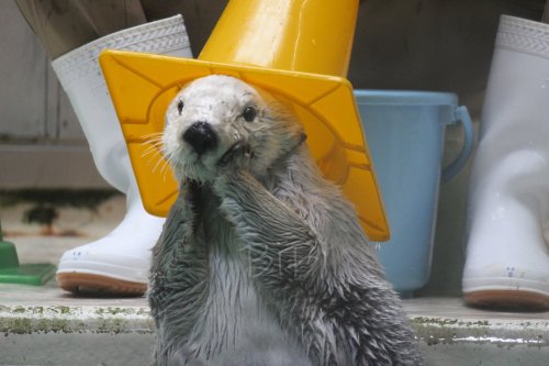 Photo post from bi_otter.