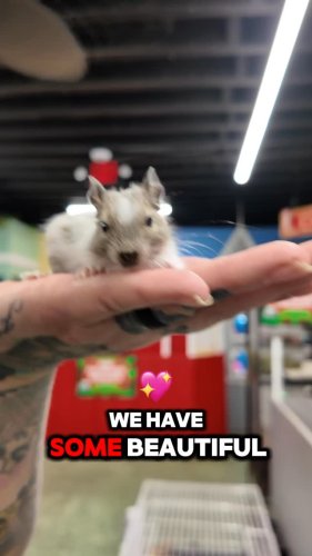 Video post from njexoticpets.