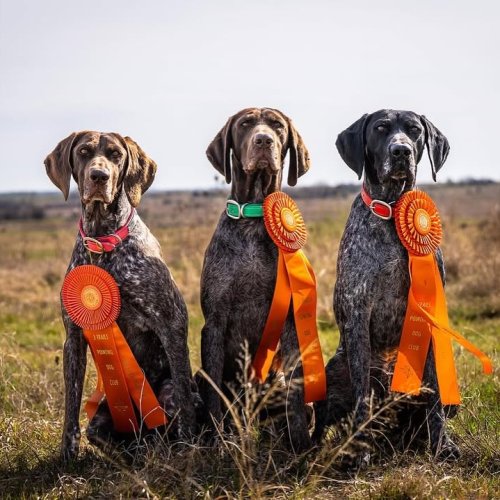 Photo post from eukanubasportingdog.