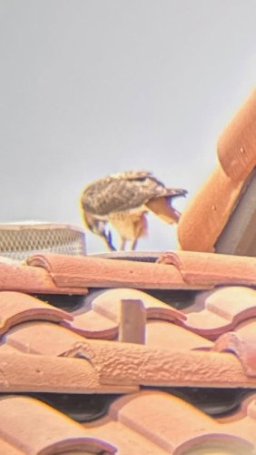 Video post from desertkingsfalconry.