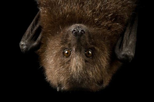 Photo post from joelsartore.