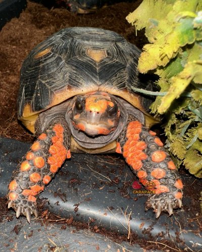 Photo post from carapacecritters.