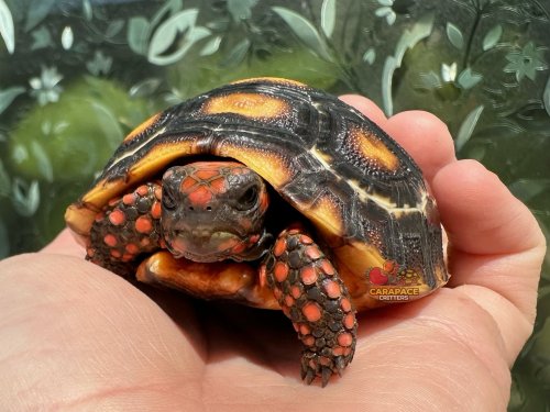 Carousel post from carapacecritters.