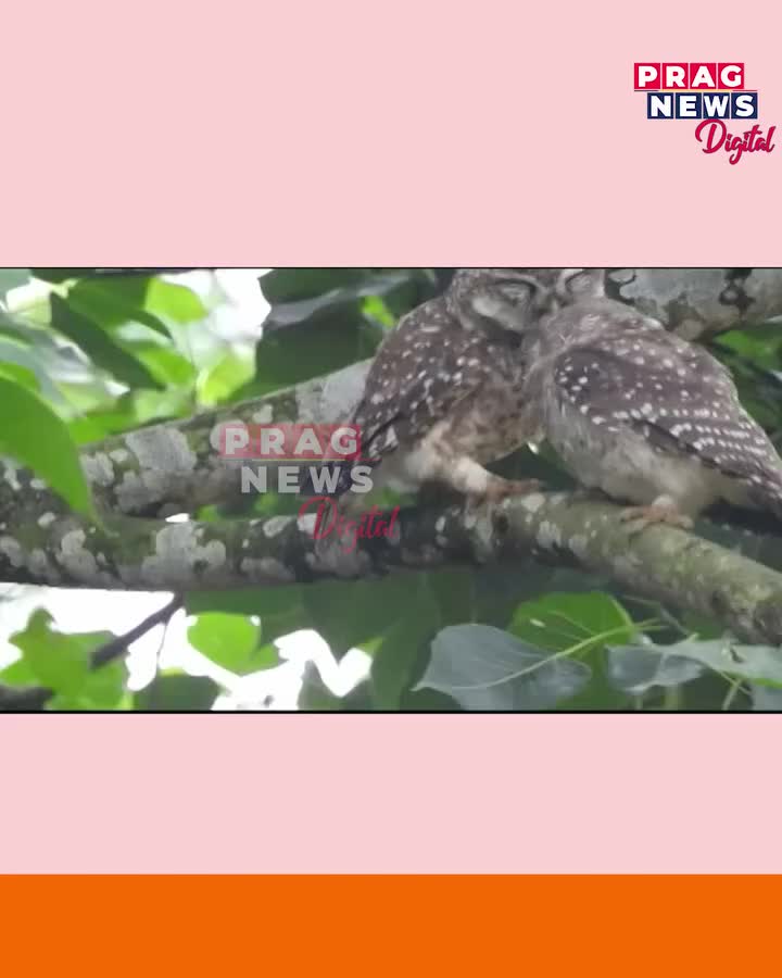 Video post from pragnewsofficial.