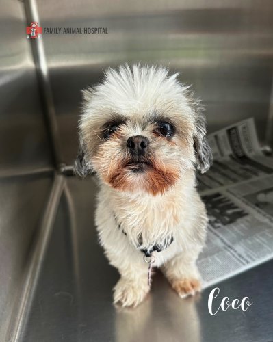 Photo post from familyanimalhospitalcm.