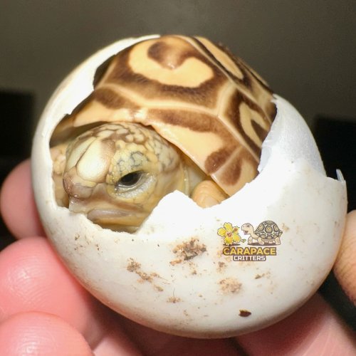 Photo post from carapacecritters.