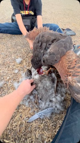 Video post from desertkingsfalconry.