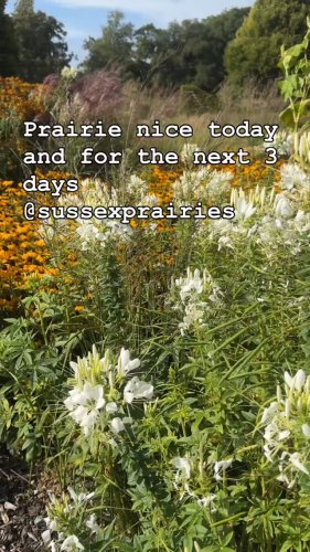 Video post from sussexprairies.