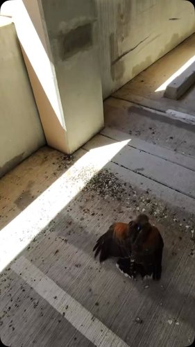 Video post from desertkingsfalconry.