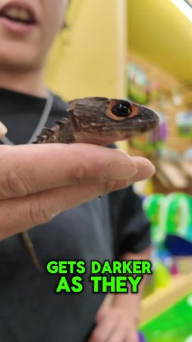 Video post from njexoticpets.