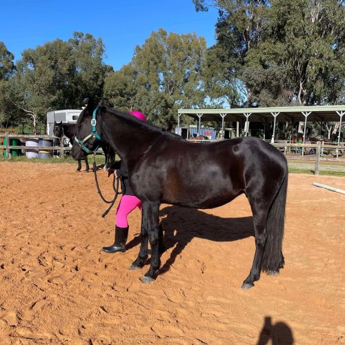 Photo post from sian_charlies_horsey_friends_.