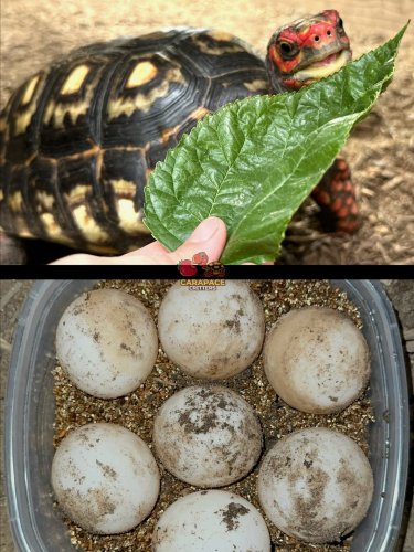 Photo post from carapacecritters.