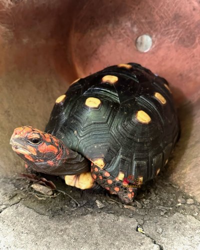 Photo post from carapacecritters.