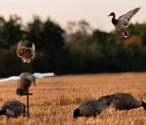 Photo post from northernskiesoutfitters.