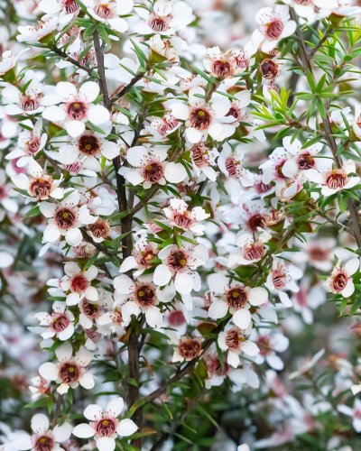 Carousel post from comvita_nz.