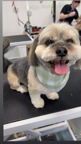 Video post from k9playtimedoggydaycare.