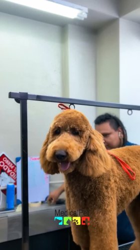 Video post from medicalpettj.