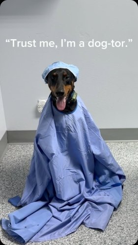 Video post from familyanimalhospitalcm.